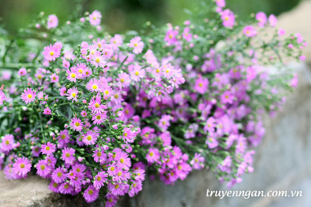 truyen ngan forget me not
